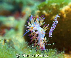 A Pink Flabellina (flabellina affinis) tending to what i ... by Marko Perisic 